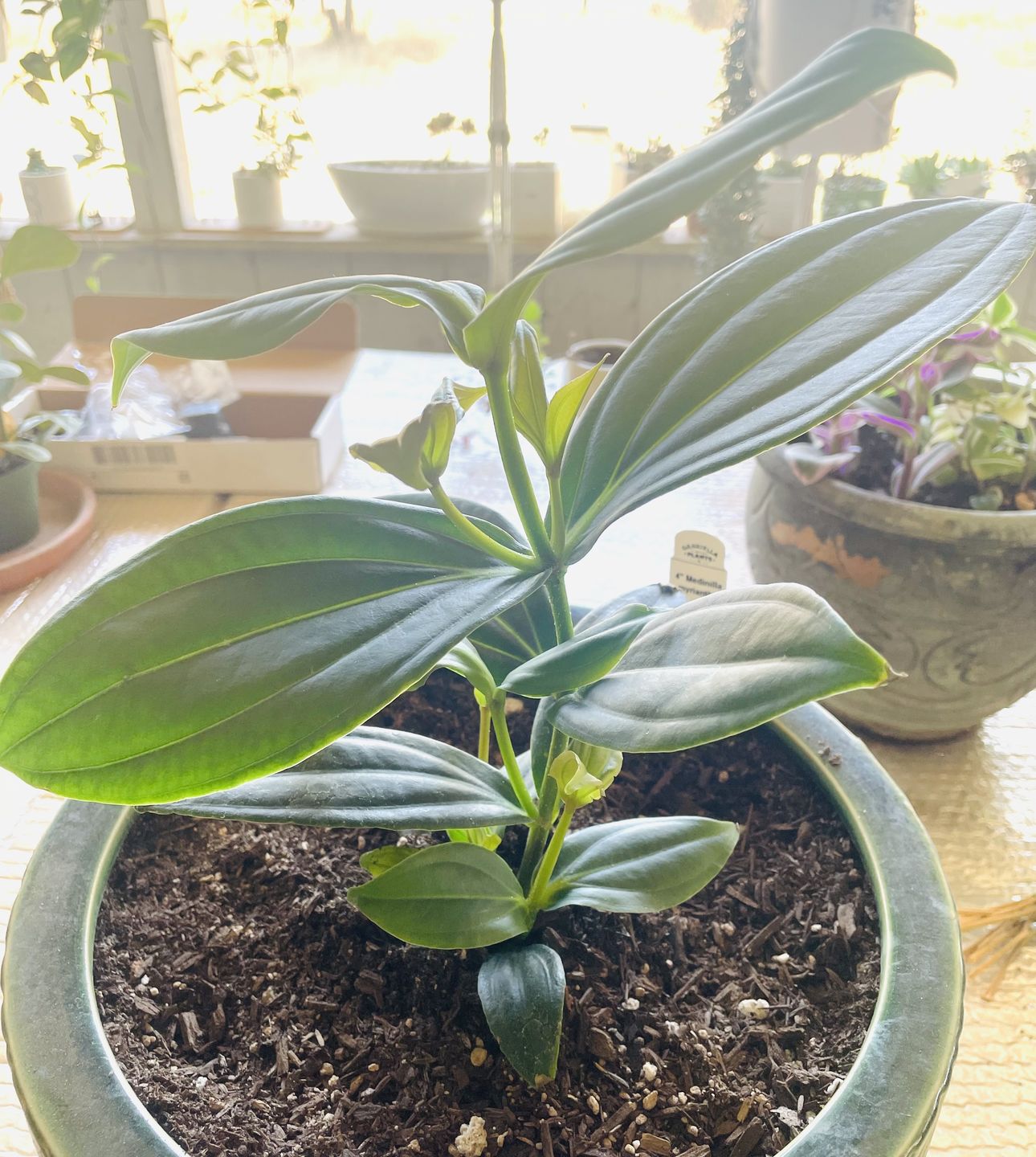 Customer photo review of Medinilla myriantha