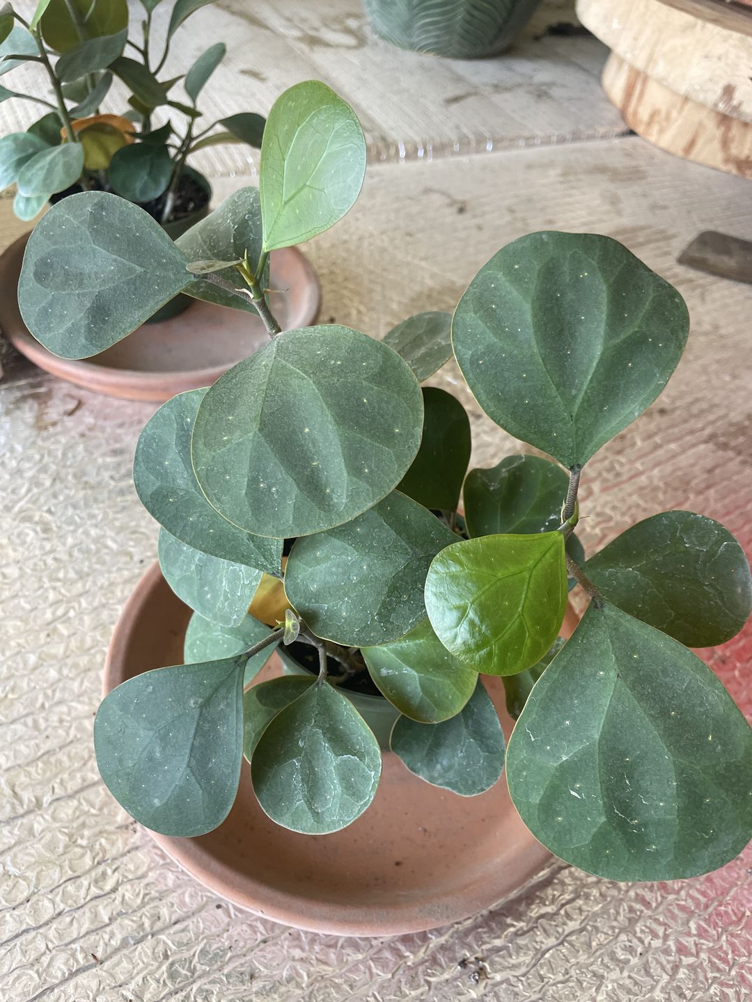 Customer photo review of Ficus deltoidea