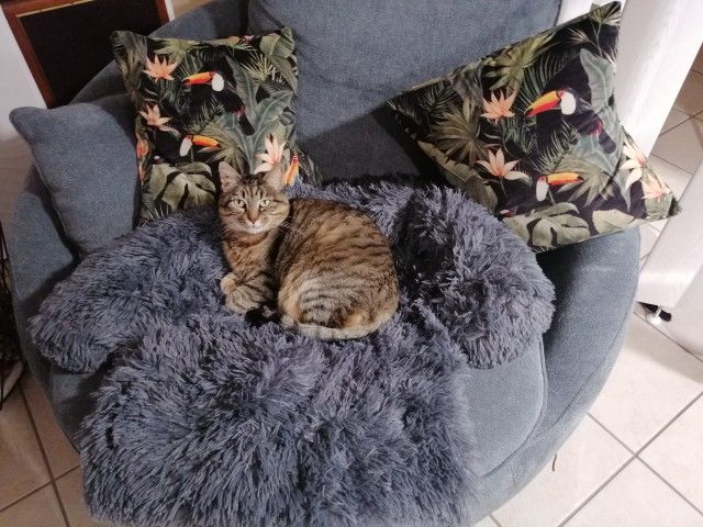 Customer photo review of *NEU* Emmalove - Flauschiges Hundebett für dein Sofa