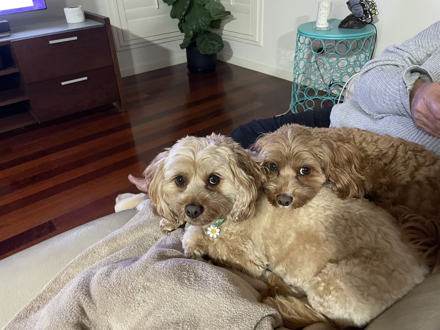 Customer photo review of Premium Chicken Chews