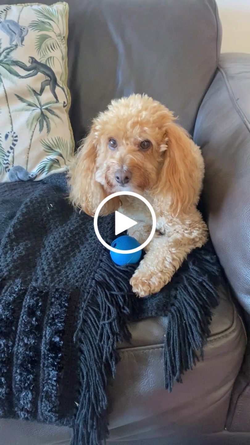 Customer video review of Hand Made Leather Dog Collar - Imperial Baby Blue & Rose Gold (Slim fit)
