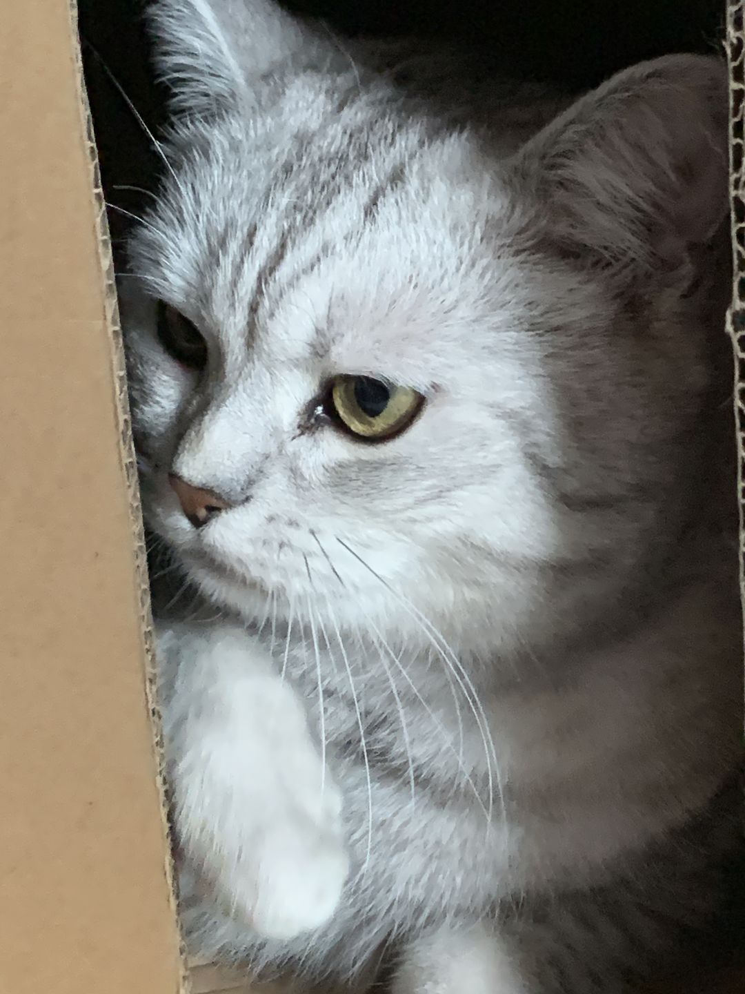 Customer photo review of Wurmtest Basic Katze