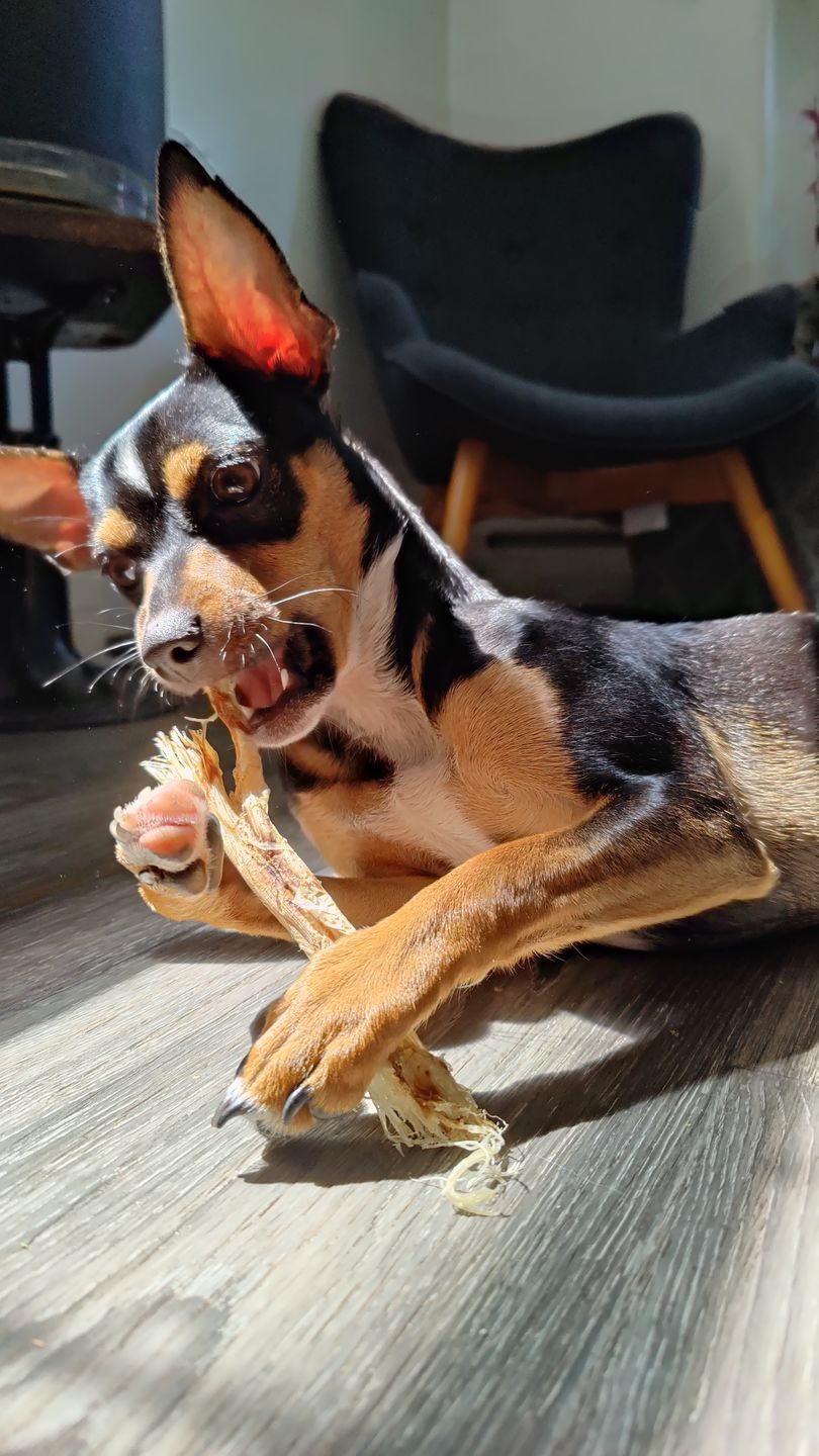 Customer photo review of Chewy Ostrich Tendon Whole Twister. Long-lasting, Natural Dog Chew Treat by Savannah Pet Food