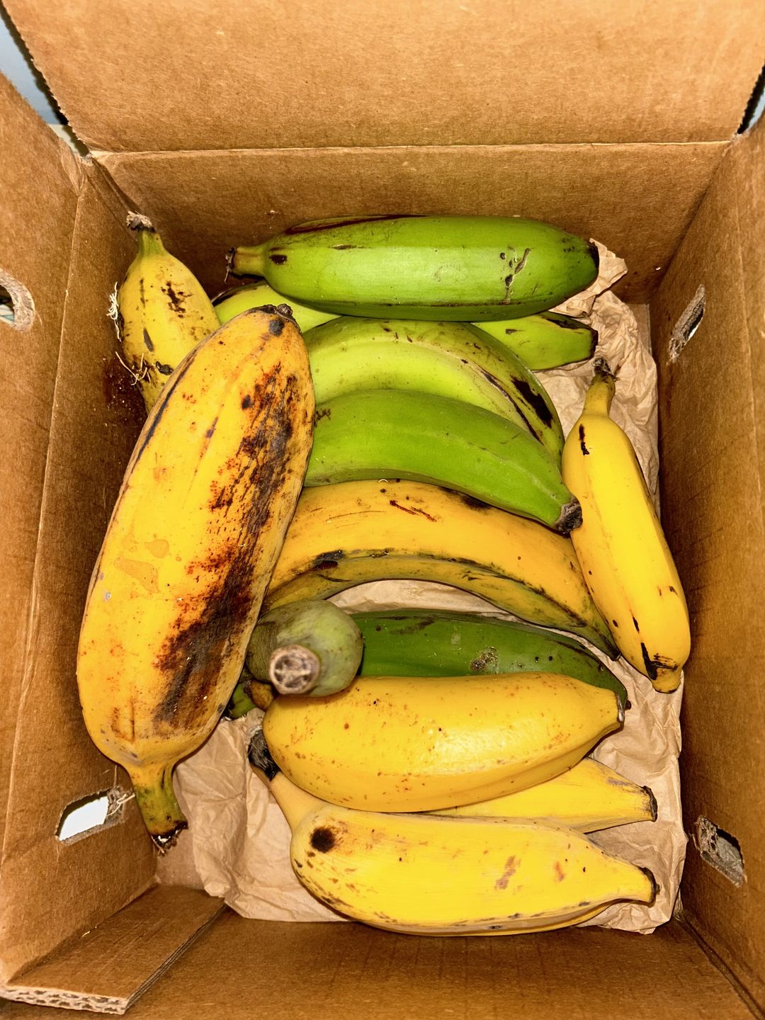 Customer photo review of Banana Variety Box