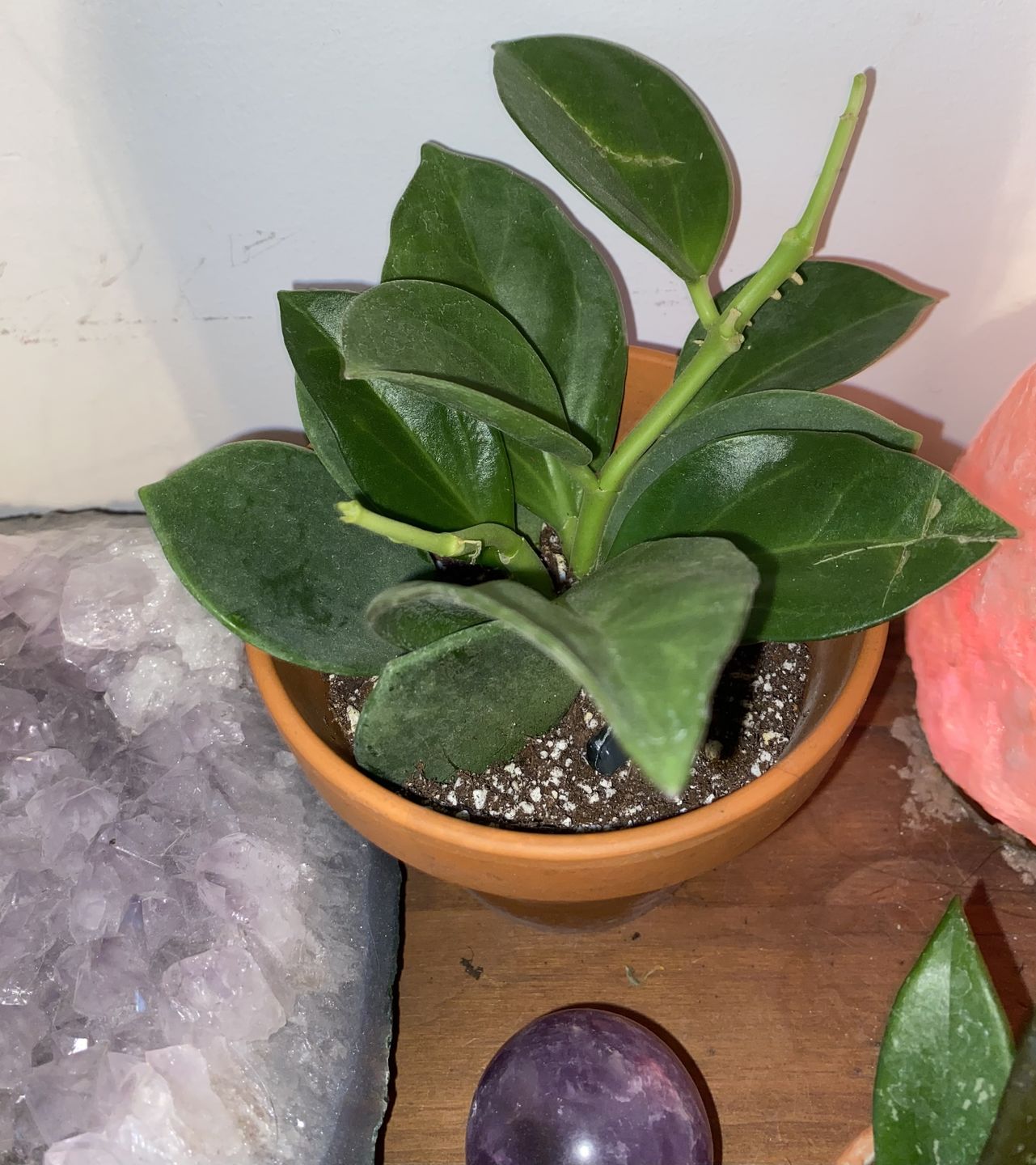 Customer photo review of Hoya pachyclada