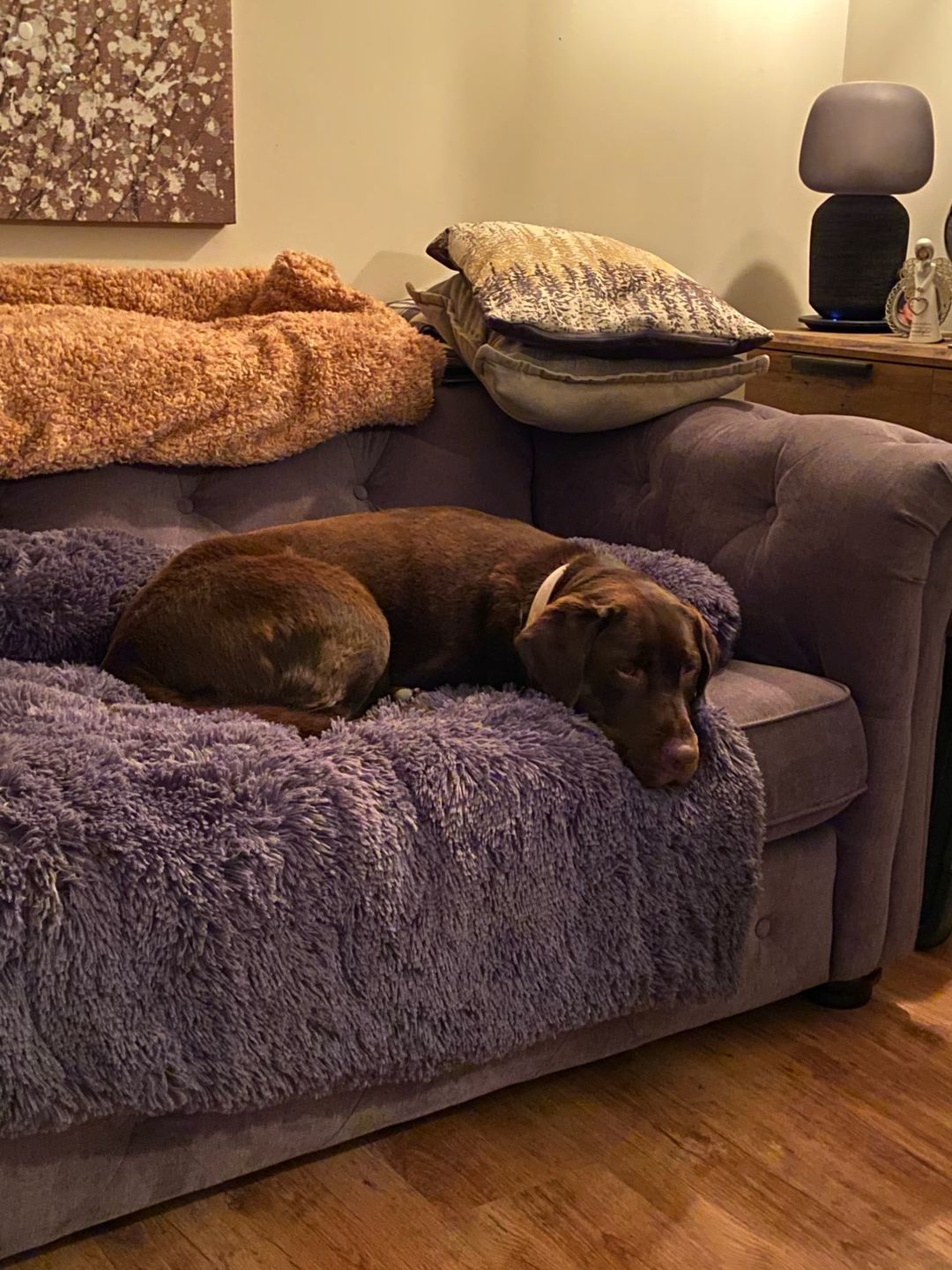 Customer photo review of *NEU* Emmalove - Flauschiges Hundebett für dein Sofa