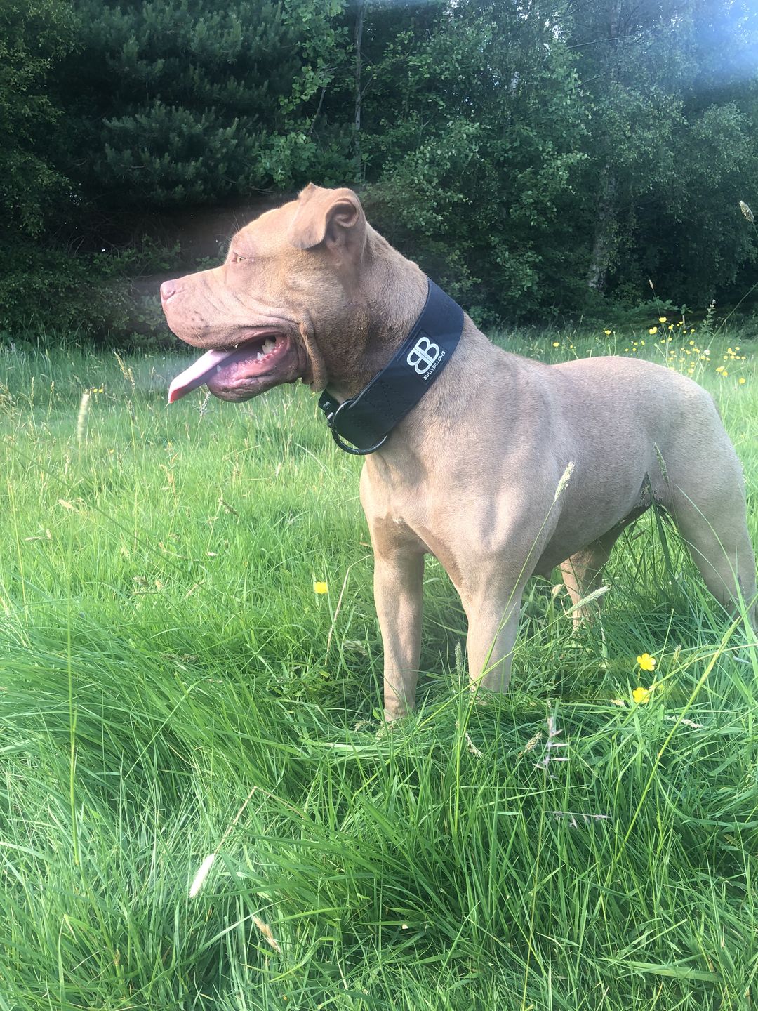 Customer photo review of 5cm Combat Billowthane® Collar | Waterproof & Anti-Rust - Black