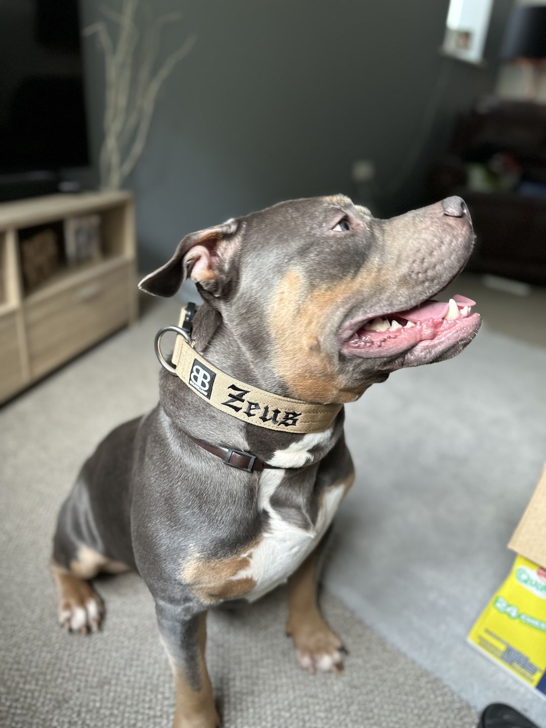 Customer photo review of 4cm Combat® Collar | Rated Clip - NO HANDLE - Military Tan v2.0