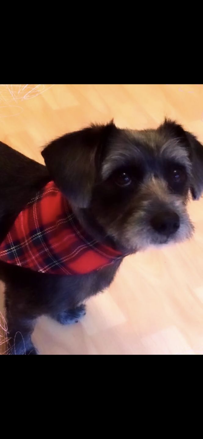 Customer photo review of Dog Skin Rescue Bundle