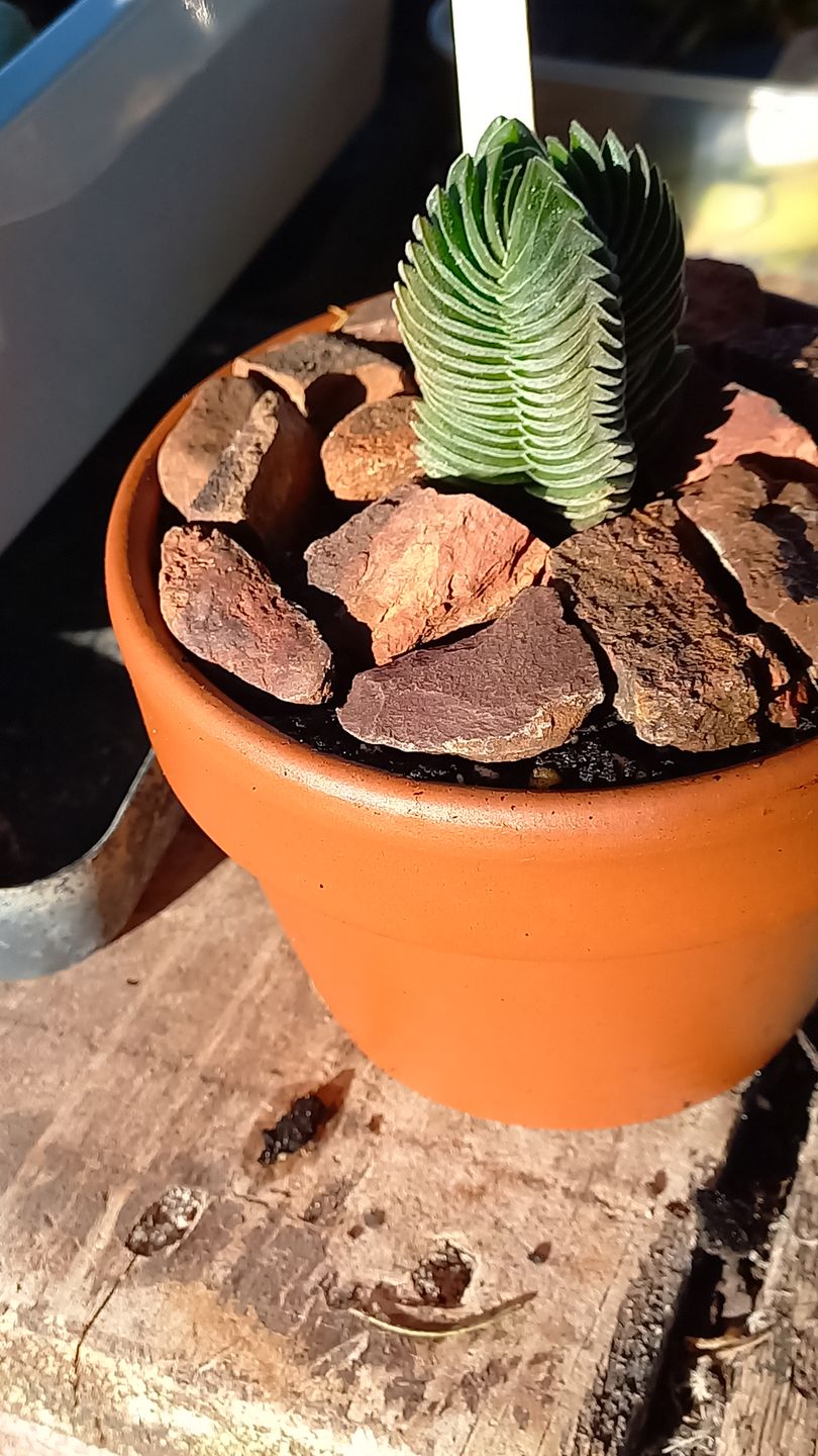 Customer photo review of Crassula Buddha's Temple