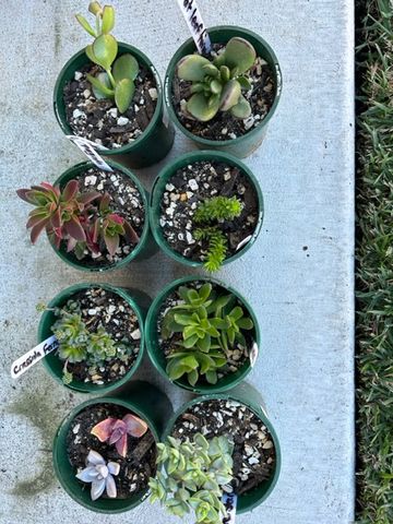 Customer photo review of Crassula Red Pagoda Large form (Intense Red)