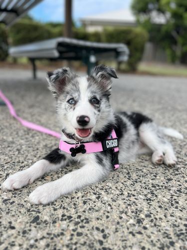 Customer photo review of Dog Lovers Pack