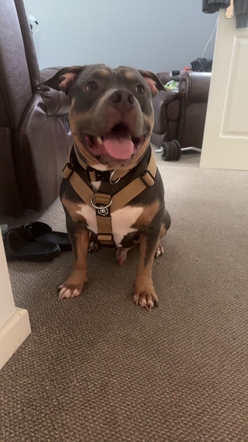 Customer photo review of TRI-Harness® | Anti-Pull, Adjustable & Durable - Dog Trainers Choice - Military Tan v2.0