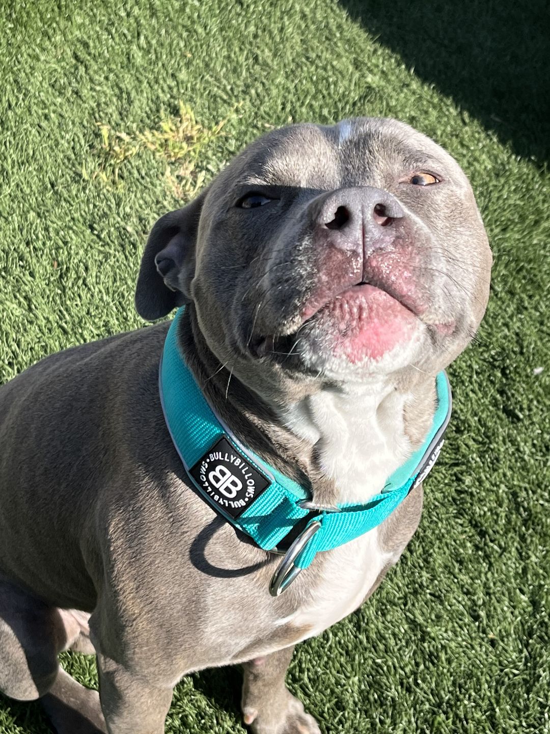 Customer photo review of 5cm RR Collar | Soft Padded & Reflective | Series 2 - Turquoise