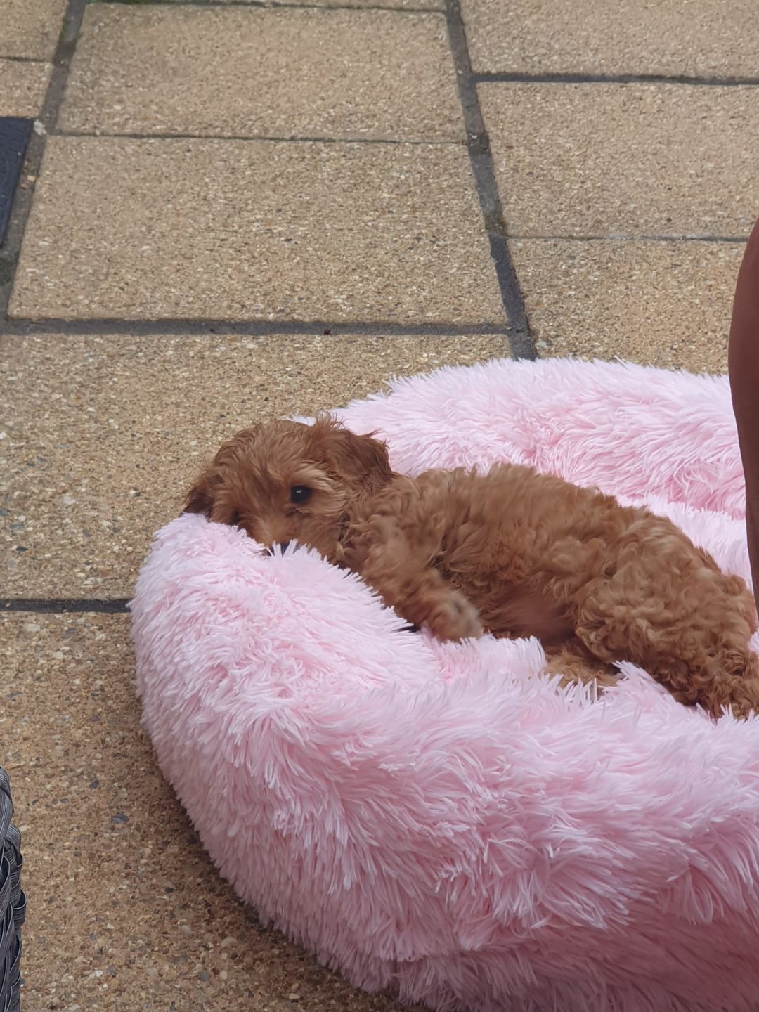 Customer photo review of Donut Dog Bed Calming Soft Comfy Anti Anxiety Plush Dog Bed