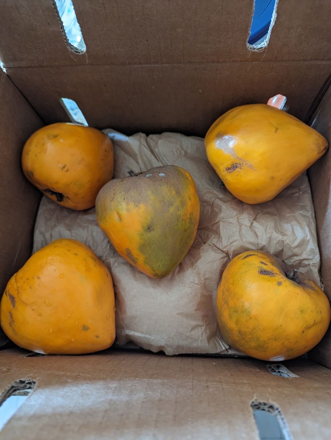 Customer photo review of Eggfruit (Canistel) Box