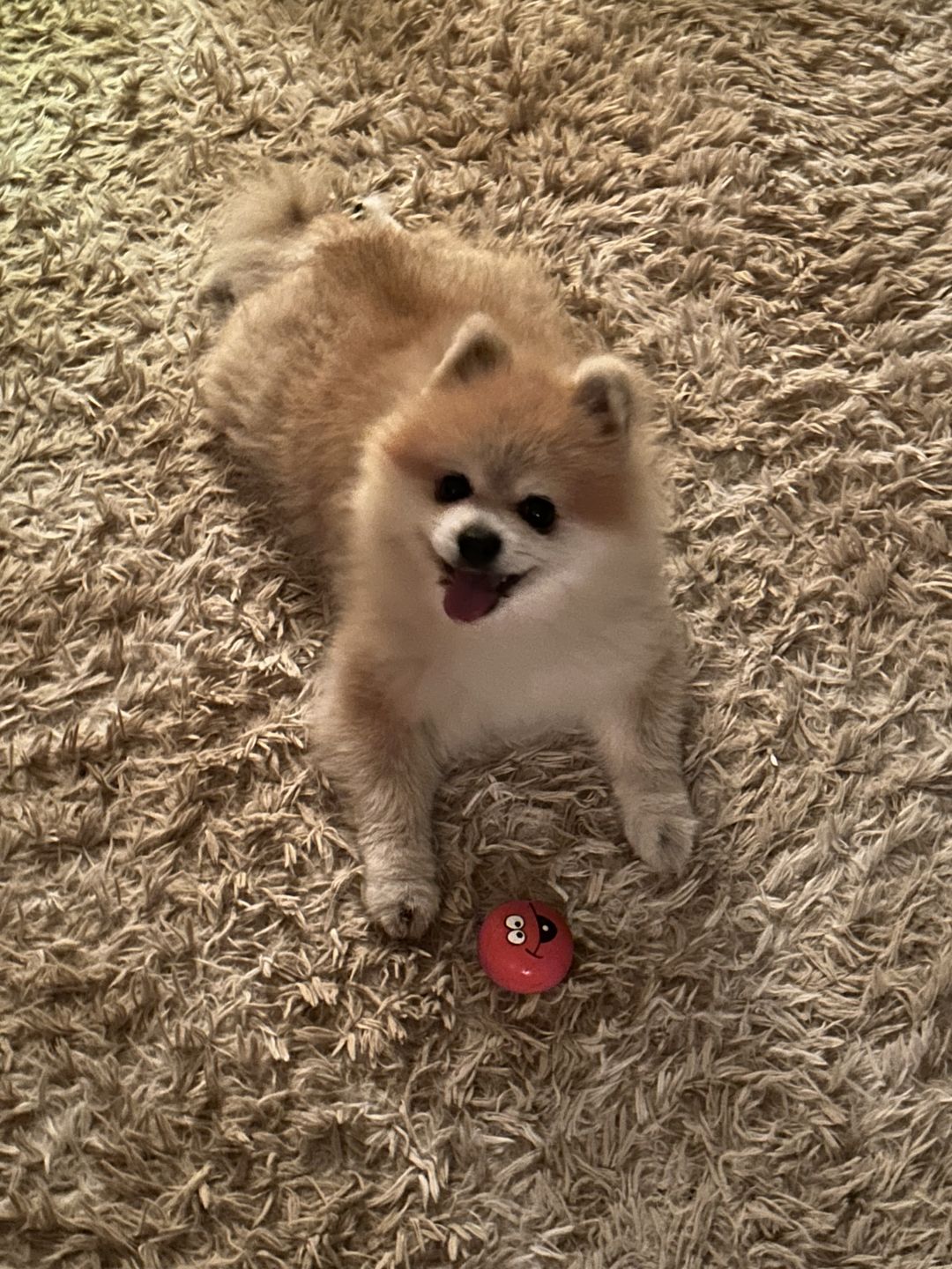 Customer photo review of Pet Health +
