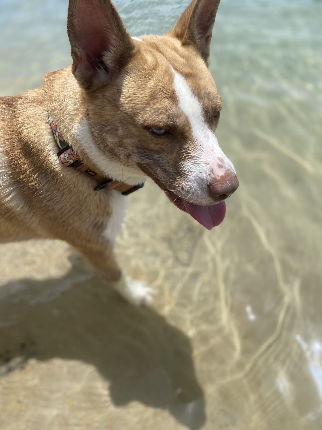 Customer photo review of NOOM: Artist Series Collar