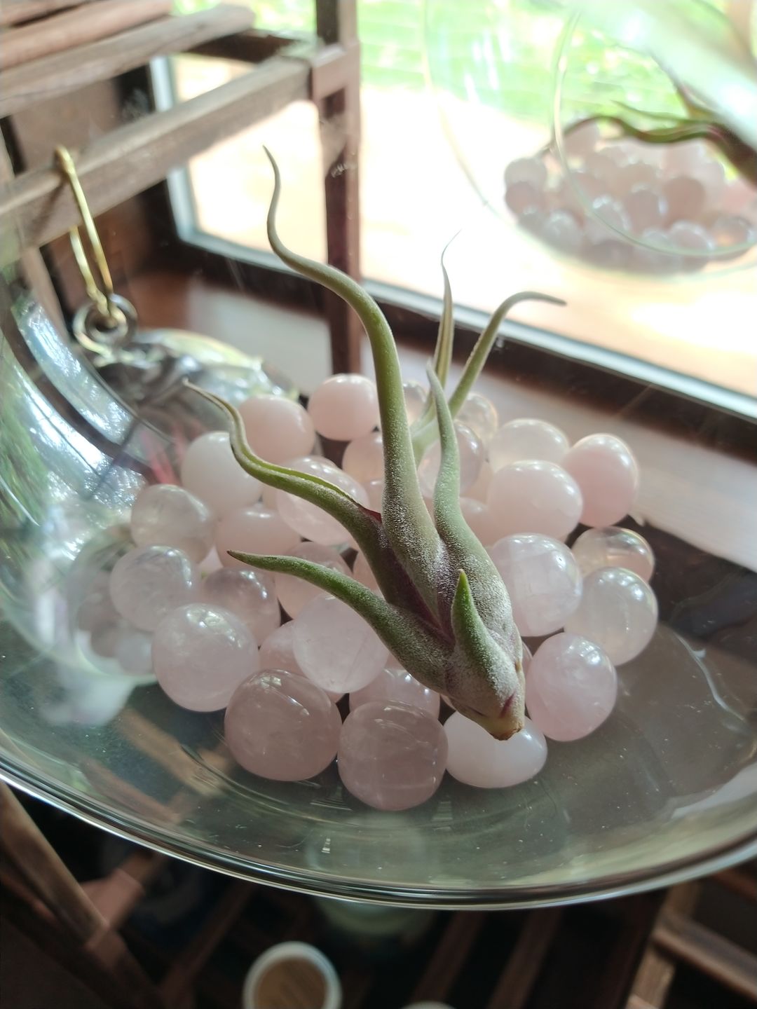 Customer photo review of Caput Medusae  (Beginner Friendly!)