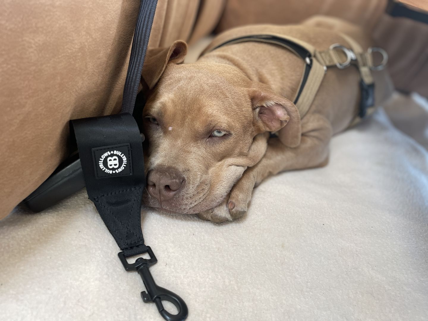 Customer photo review of Harness Seat Belt Safety Strap