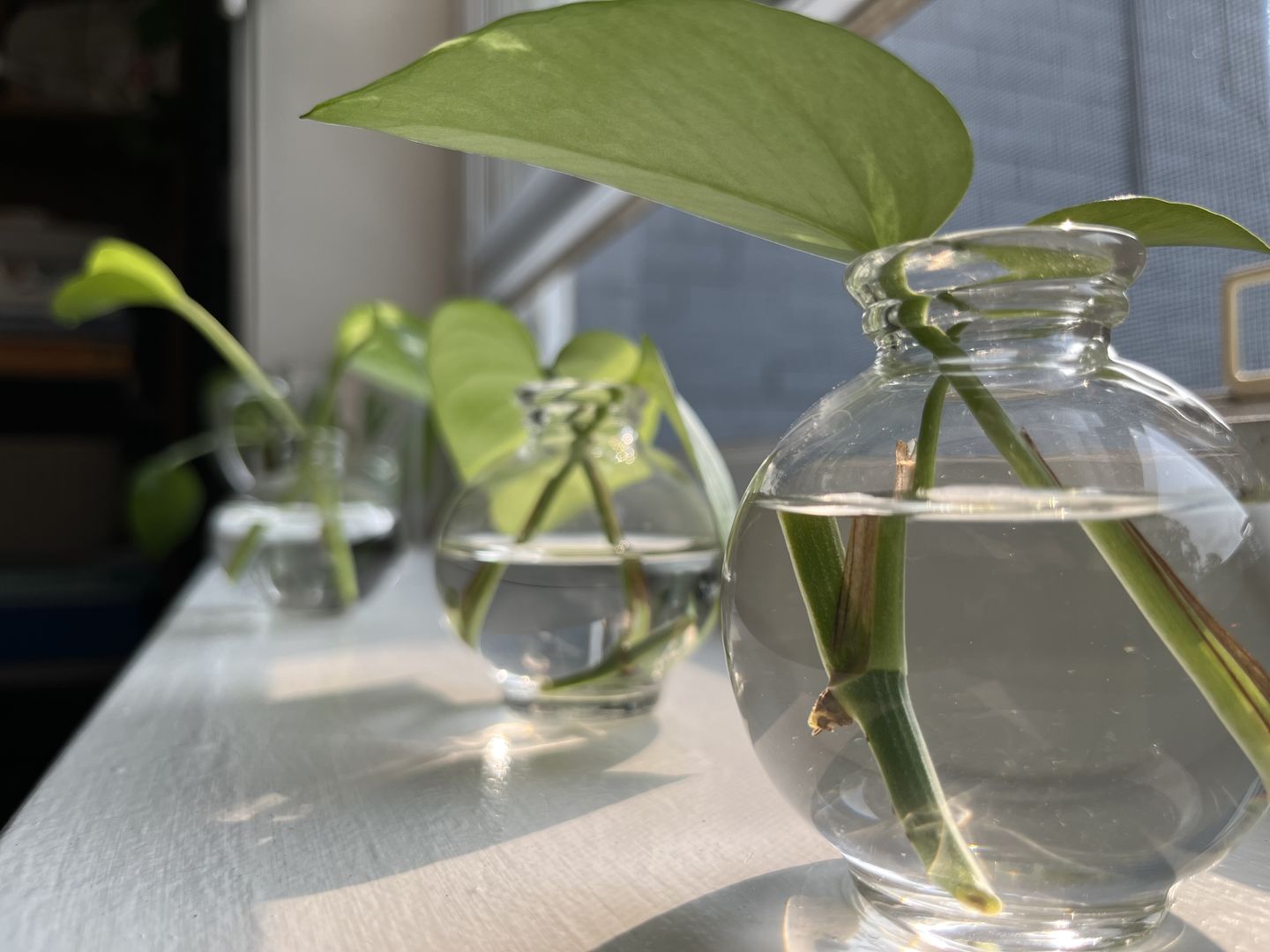 Customer photo review of Bud Vase