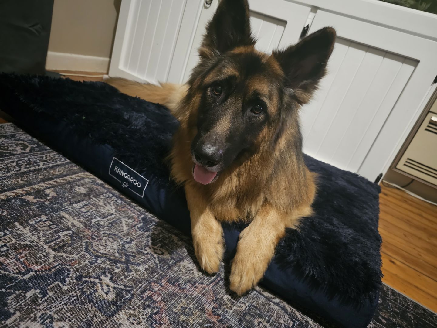 Customer photo review of Calming Cover for Kangaroo Crate Mat