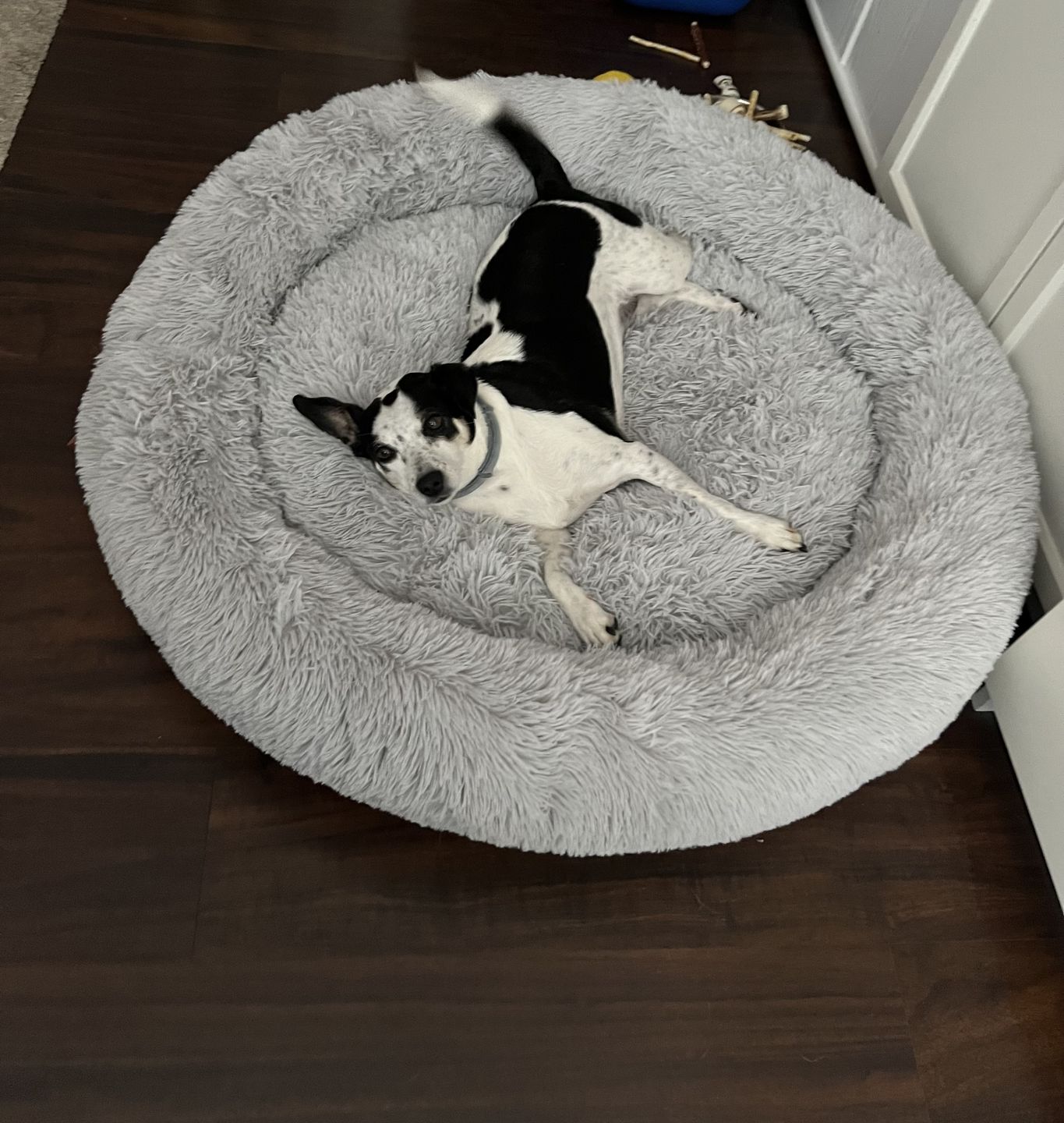 Customer photo review of Hunde Trinkflasche inkl. Futterbehälter