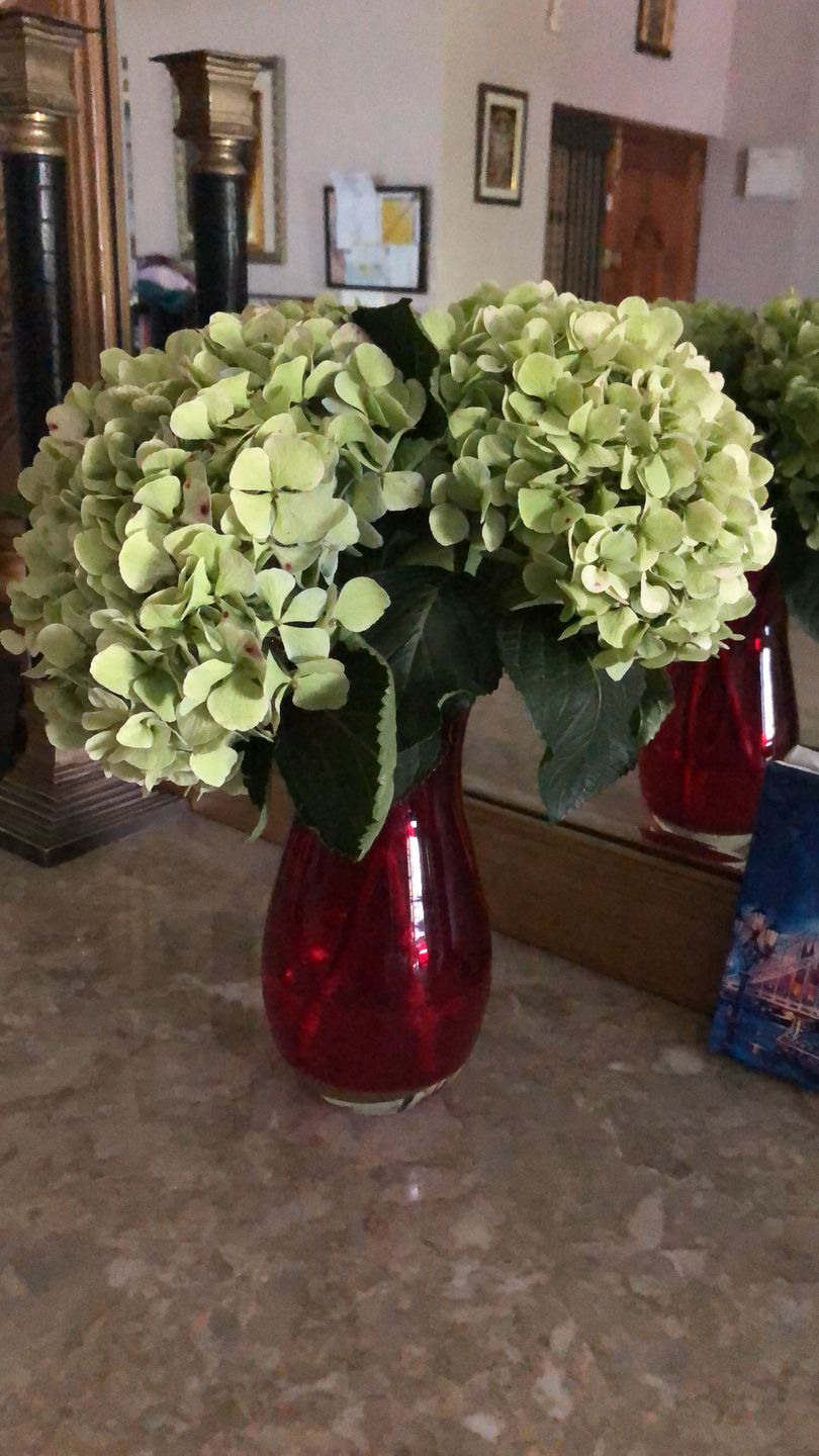 Customer photo review of Hydrangea