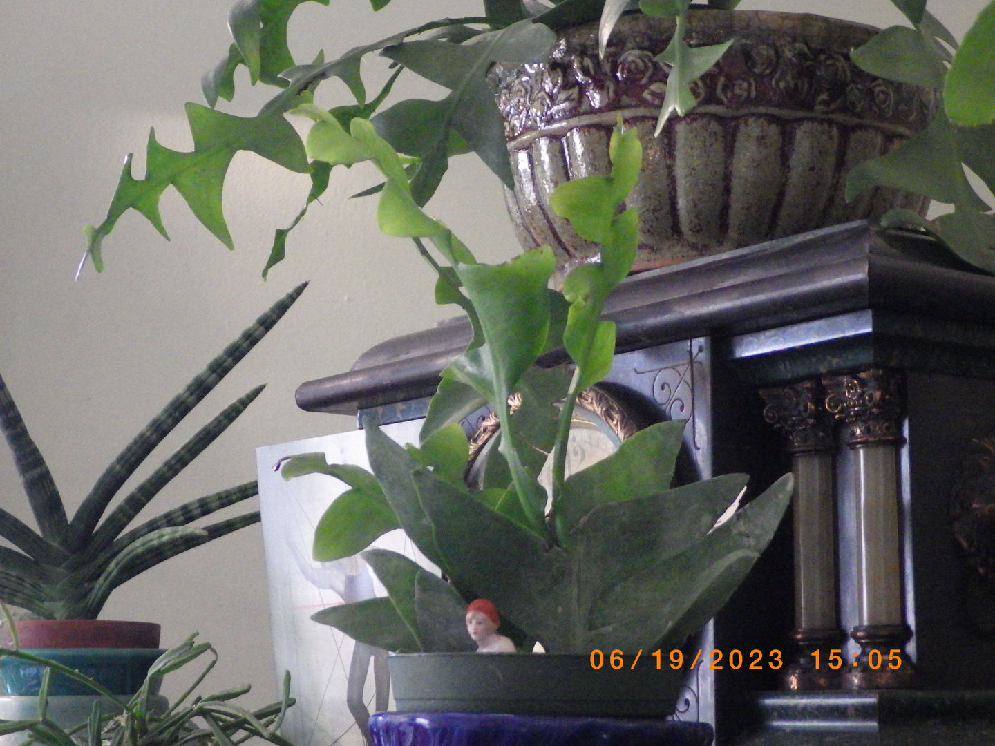 Customer photo review of Cactus Selenicereus chrysocardium "Sharktooth"