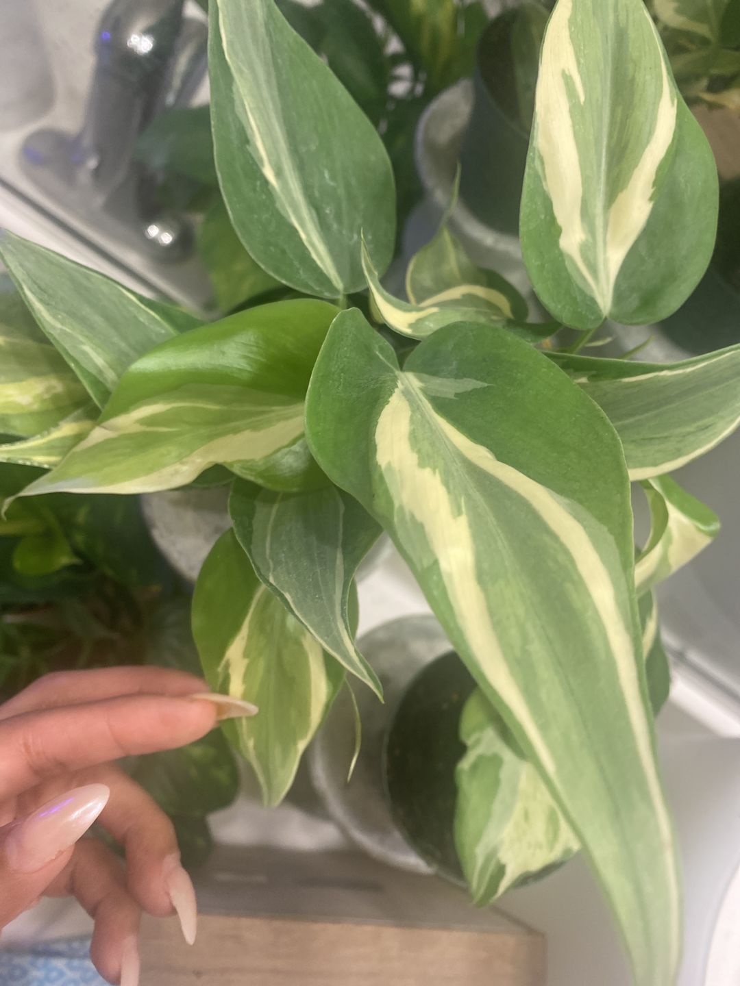 Customer photo review of Pothos Epipremnum pinnatum albo variegata