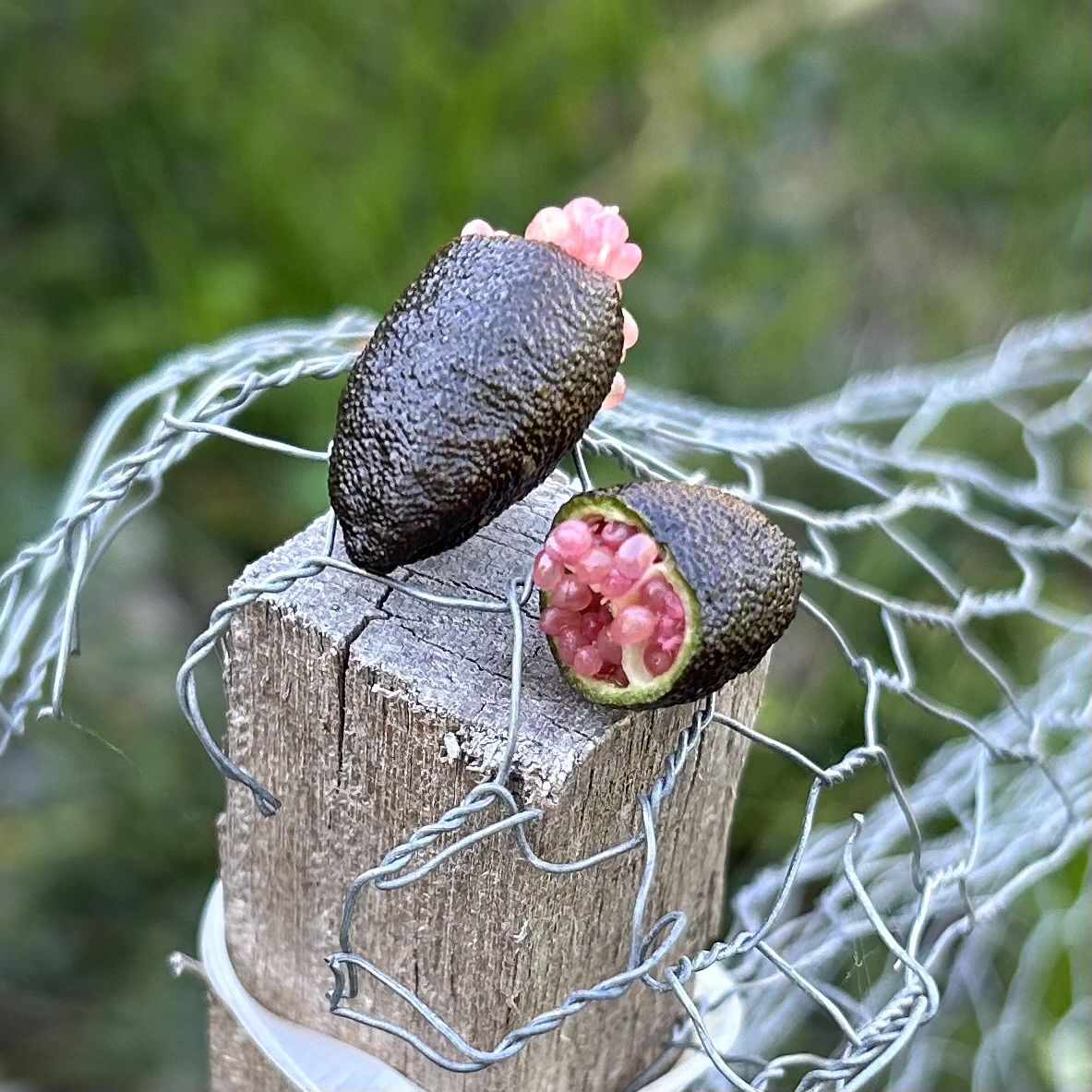 Customer photo review of Finger Lime - Tom Thumb RESTRICTED TO QLD