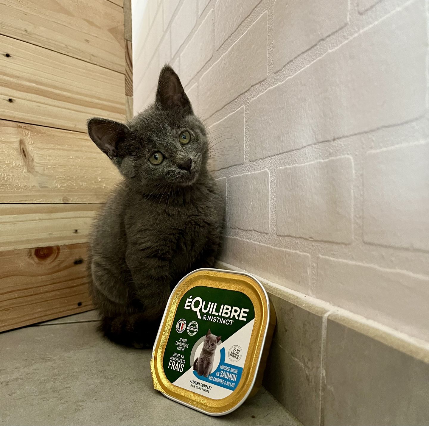 Customer photo review of Mousses riches en saumon & aux carottes (chaton)