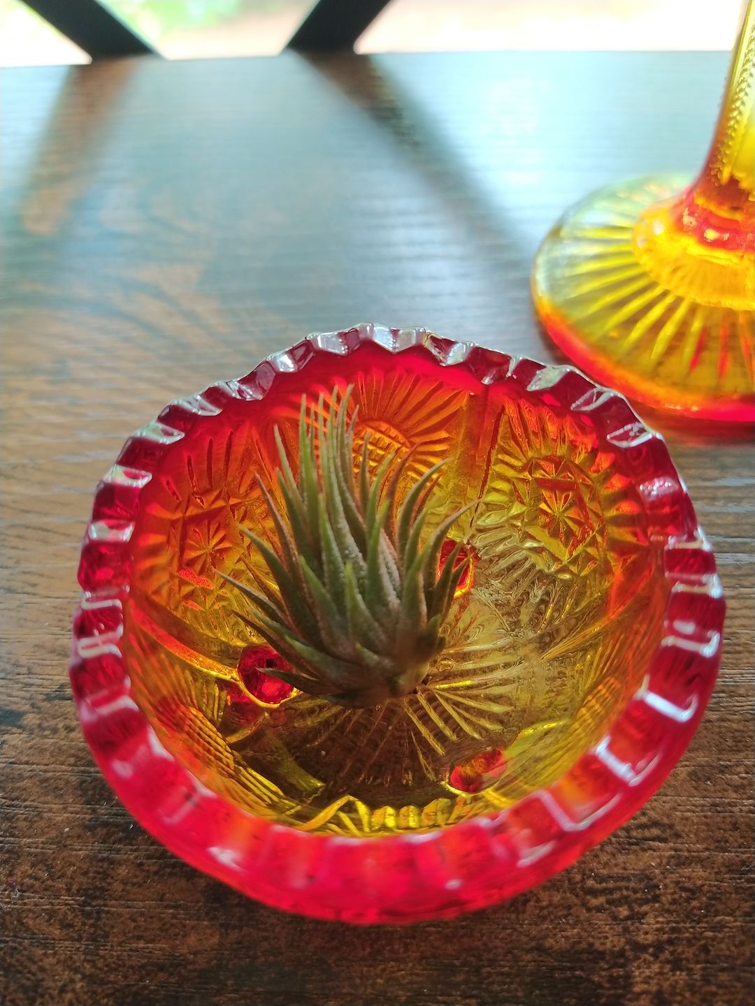 Customer photo review of Ionantha Peanut  (Mini Ionantha Form)
