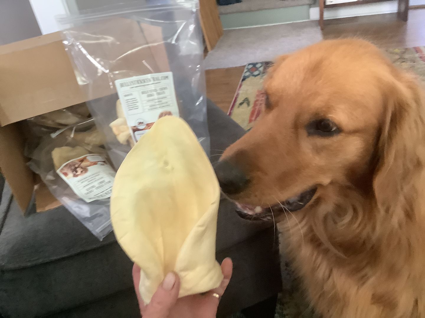 Customer photo review of Cow Ears For Dogs