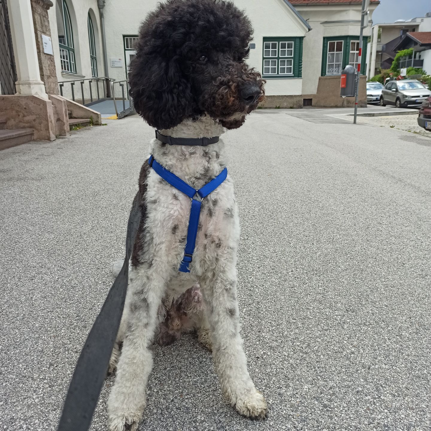 Customer photo review of Premium Hundegeschirr gepolstert