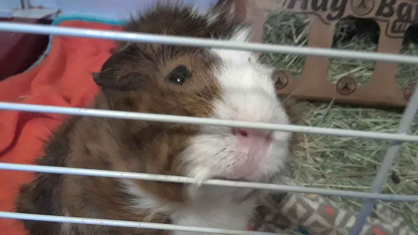 Customer photo review of GuineaDad Treat Sampler