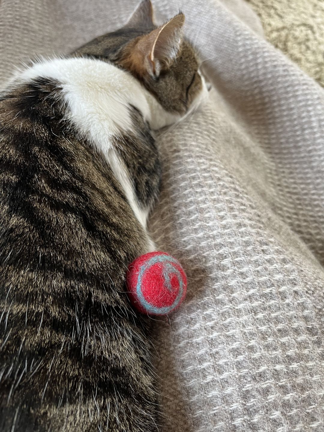 Customer photo review of Felt Cat Ball Toys