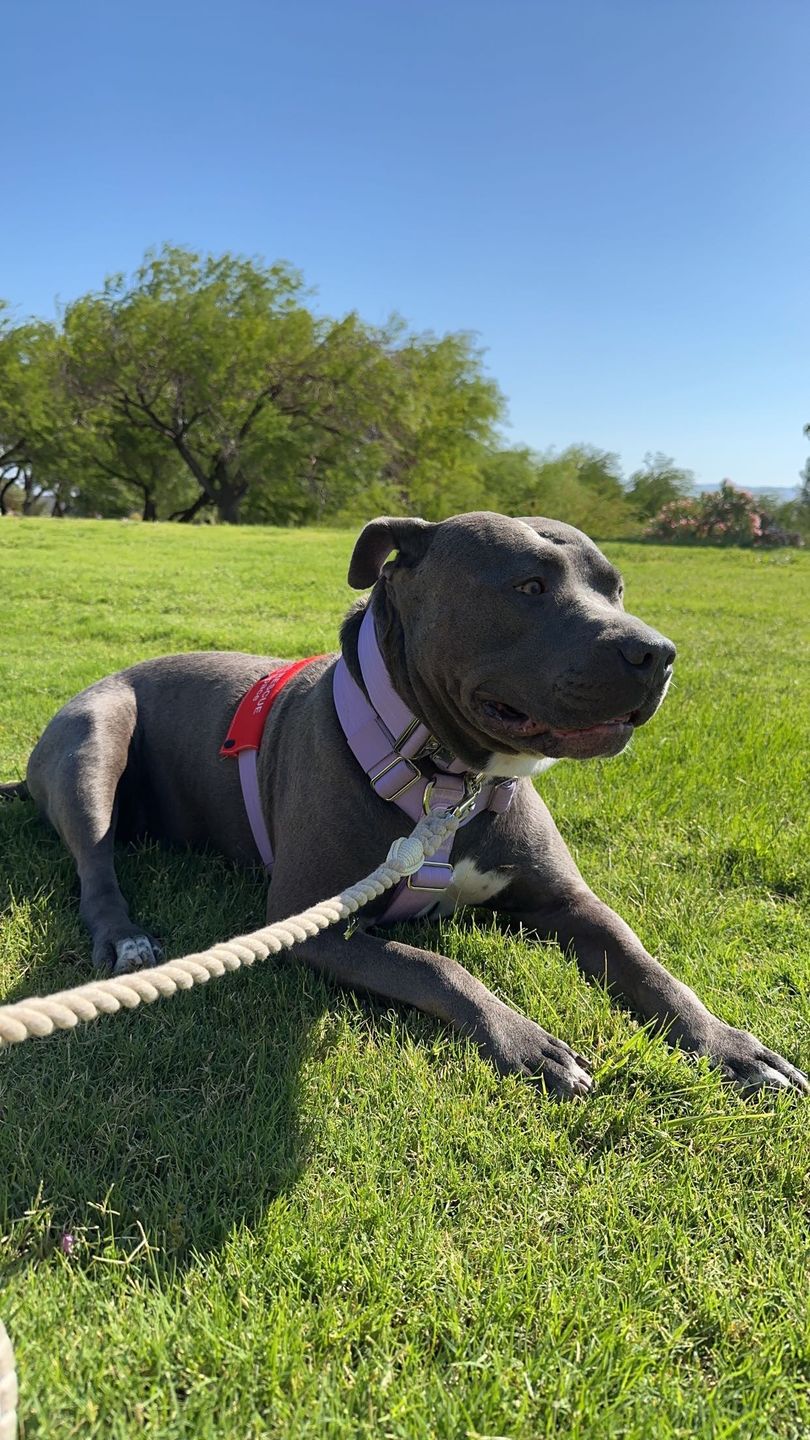 Customer photo review of 6-IN-1 Cotton Rope Dog Leash