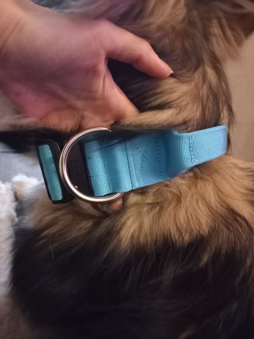 Customer photo review of 5cm Combat® Collar | With Handle & Rated Clip - Light Blue v2.0