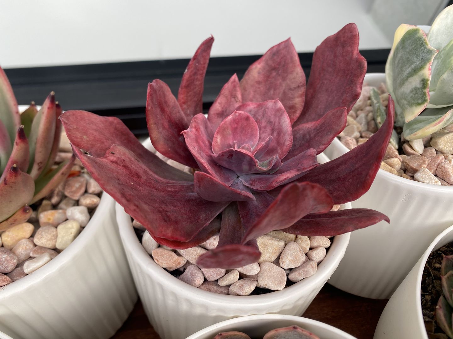 Customer photo review of Echeveria Diamond State Variegata