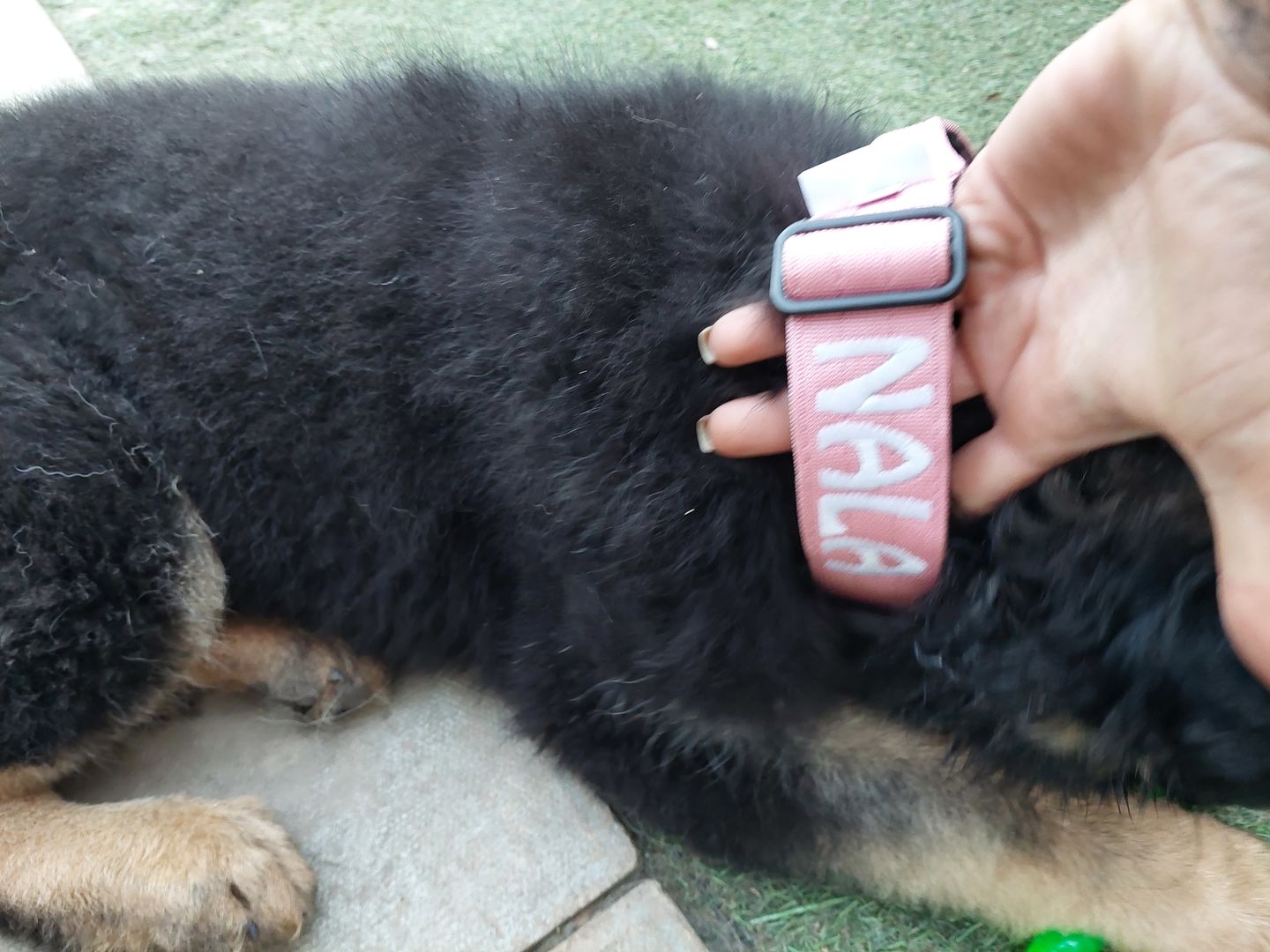 Customer photo review of 4cm Combat® Collar | With Handle & Rated Clip - Pink v2.0