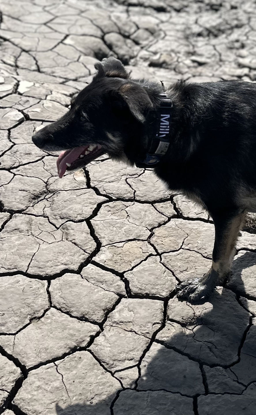 Customer photo review of 4cm Combat® Collar | With Handle & Rated Clip - Black v2.0