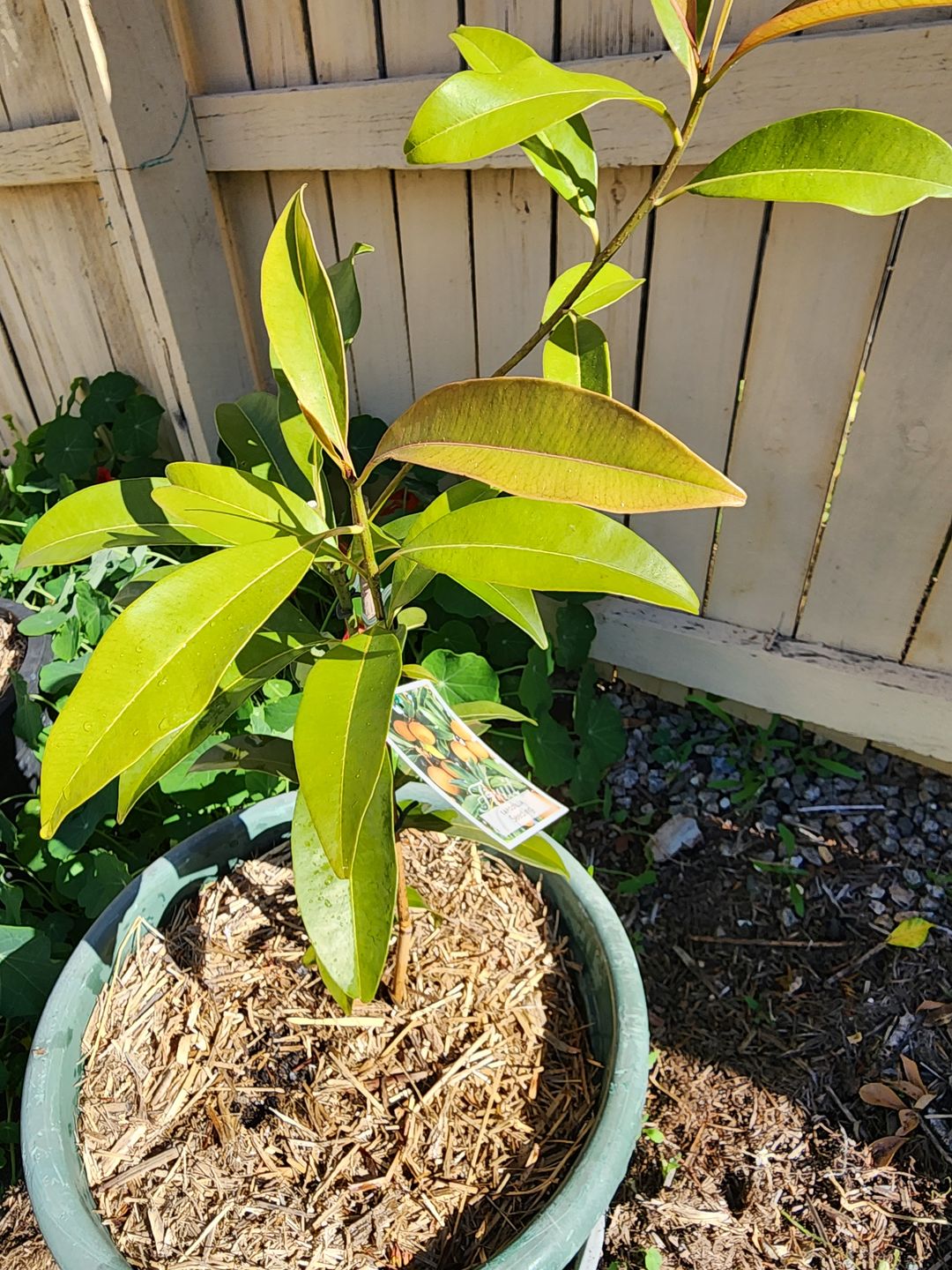Customer photo review of Sapodilla / Chicku