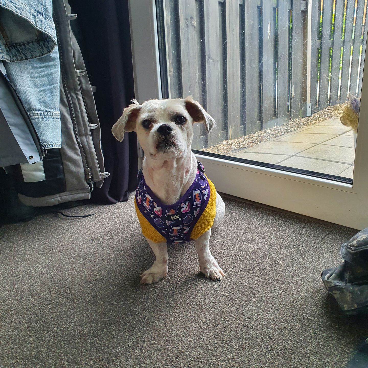 Customer photo review of Dog Harness - Pawtune Teller