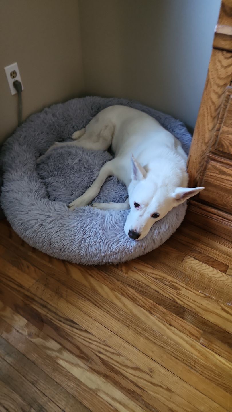 Customer photo review of Spare Calming Dog Bed Cover