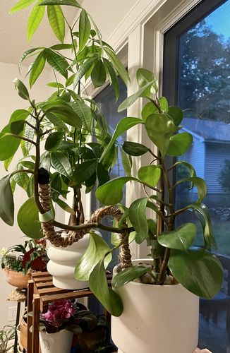 Customer photo of The Original Bendable Coir Pole™ - Best Seller (Tape Included) from Priscilla D.