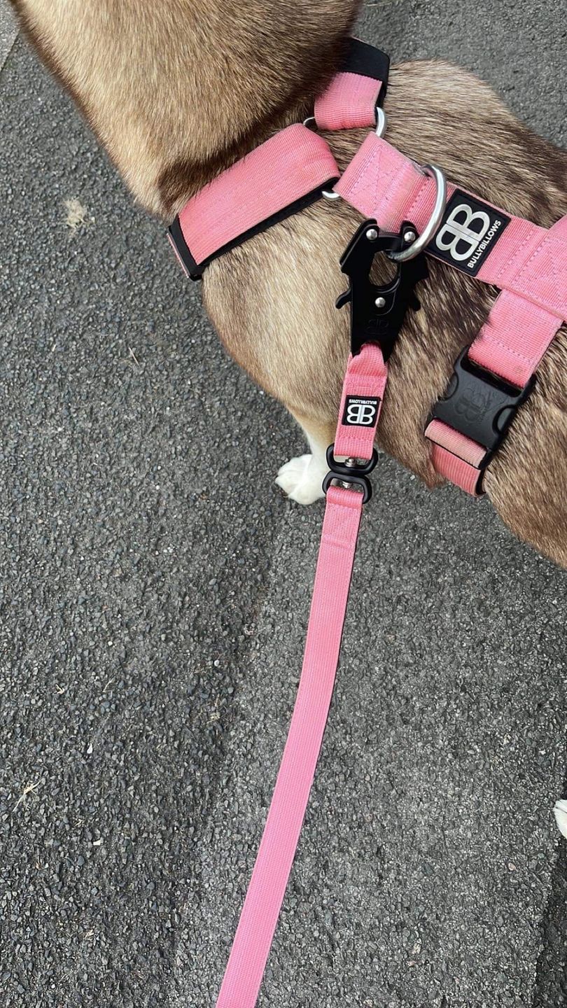 Customer photo review of 1.4m Swivel Combat Lead | Neoprene Lined, Secure Rated Clip with Soft Handle - Pink