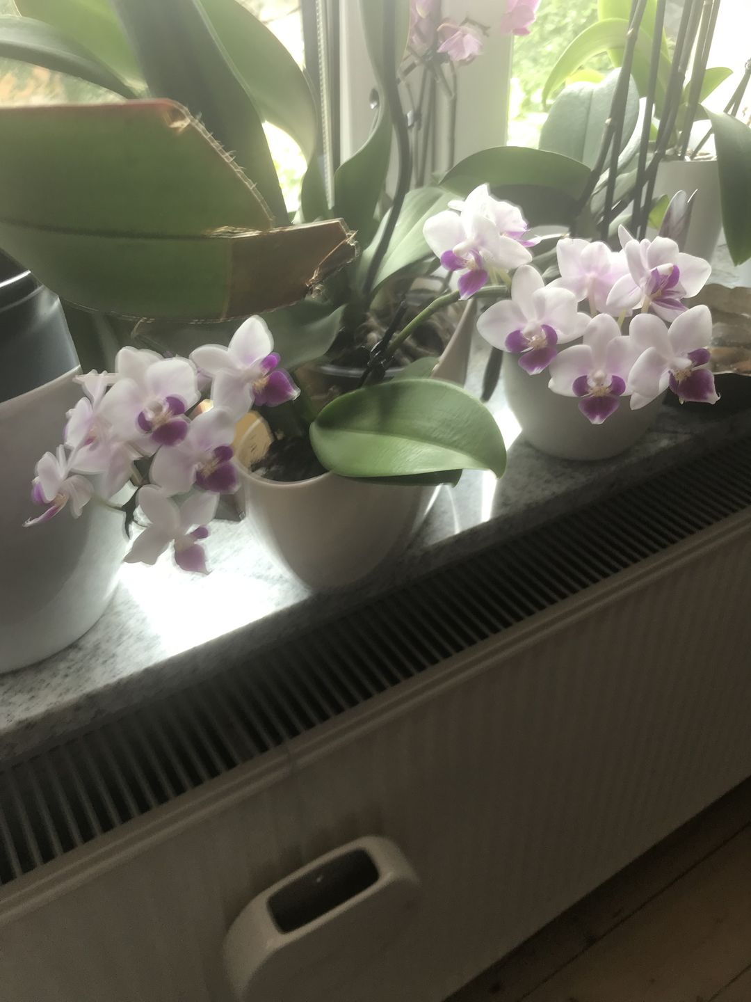 Customer photo review of Table Dance Linz mit weißen Blüten und lila Lippe und 2+ Stielen