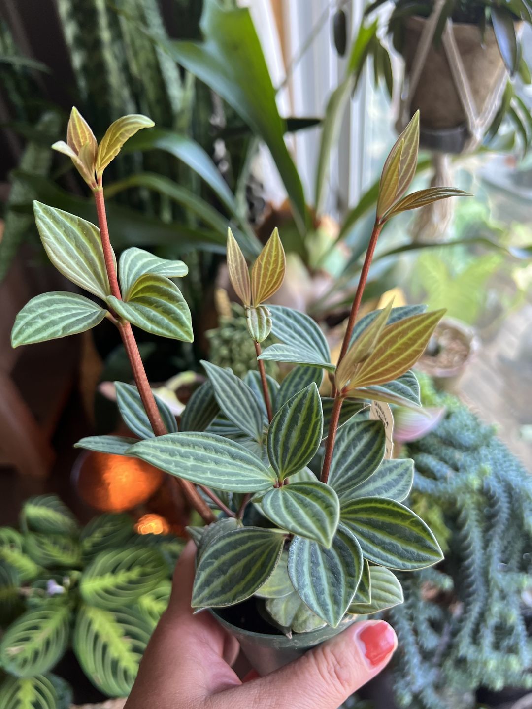 Customer photo review of Peperomia tetragona "Parallel"