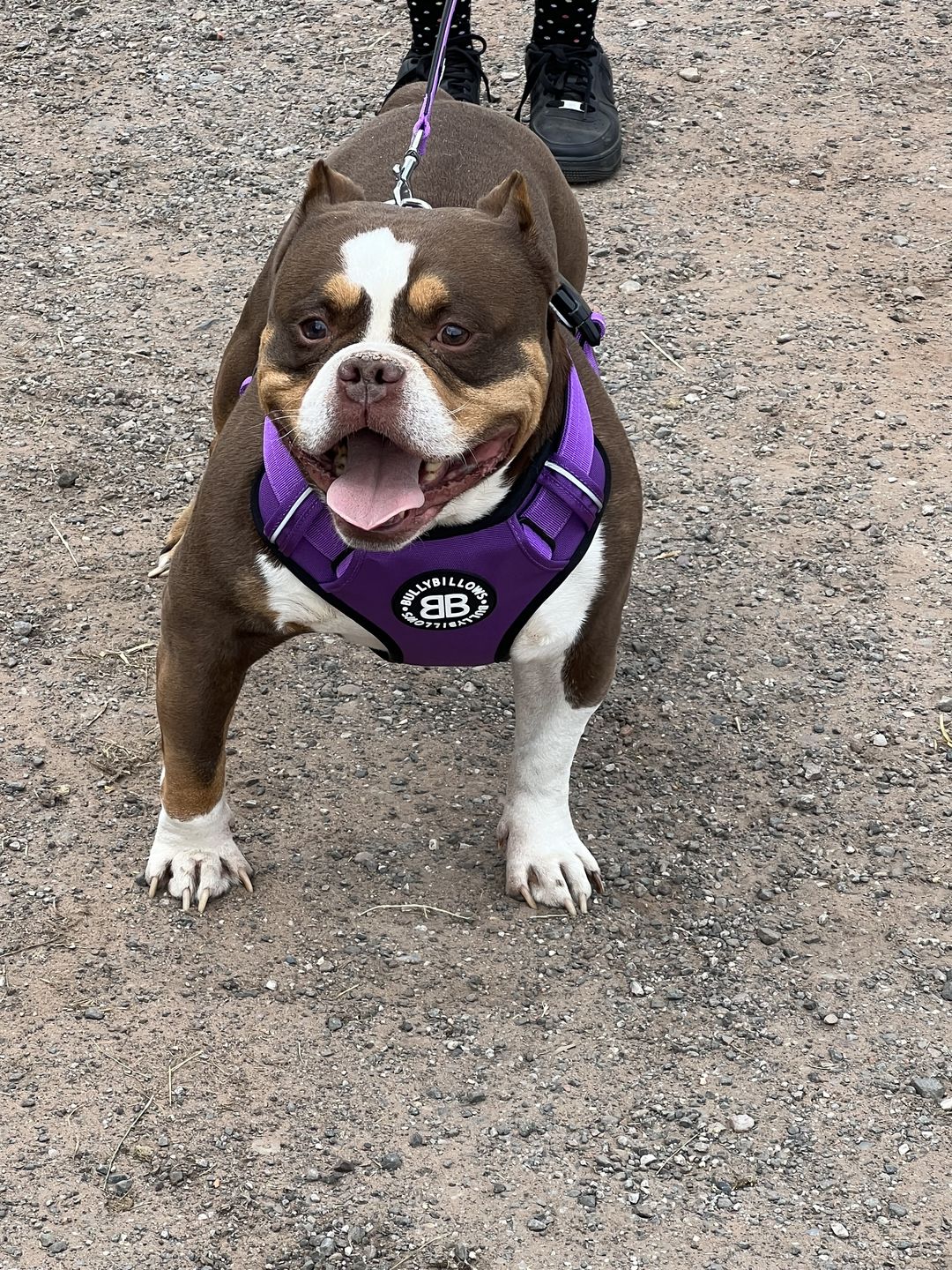 Customer photo review of Premium Comfort Harness | Non Restrictive & Adjustable - Purple